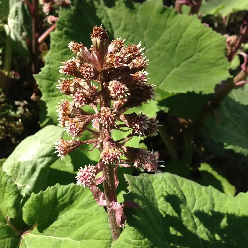 Butterbur Extract Powder.webp